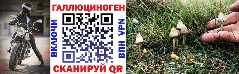 где можно купить наркотик  блэк спрут зеркало  Галлюциногенные грибы Cubensis  Полысаево 